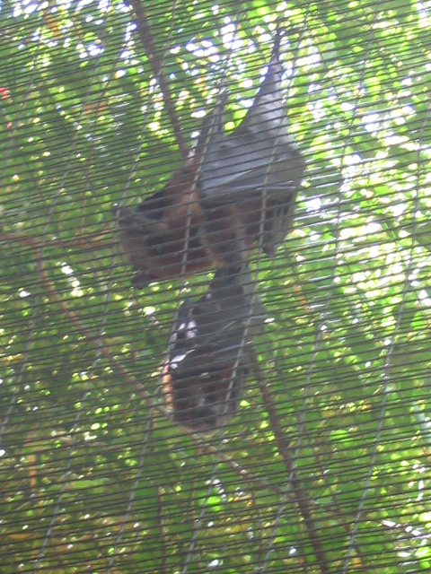 458x617 pixels (249K)